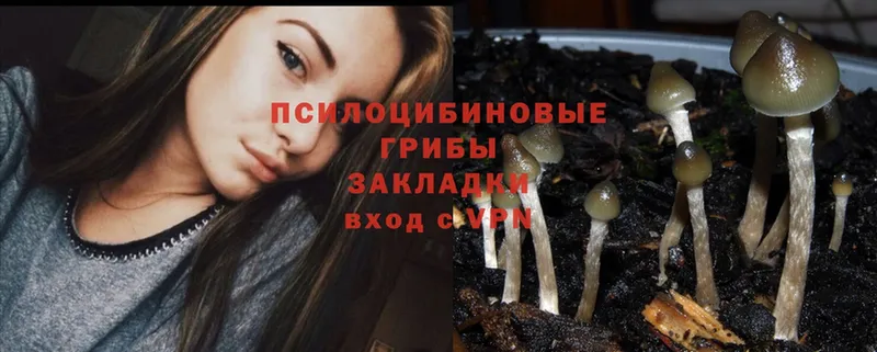 Галлюциногенные грибы Psilocybe  наркошоп  Ак-Довурак 